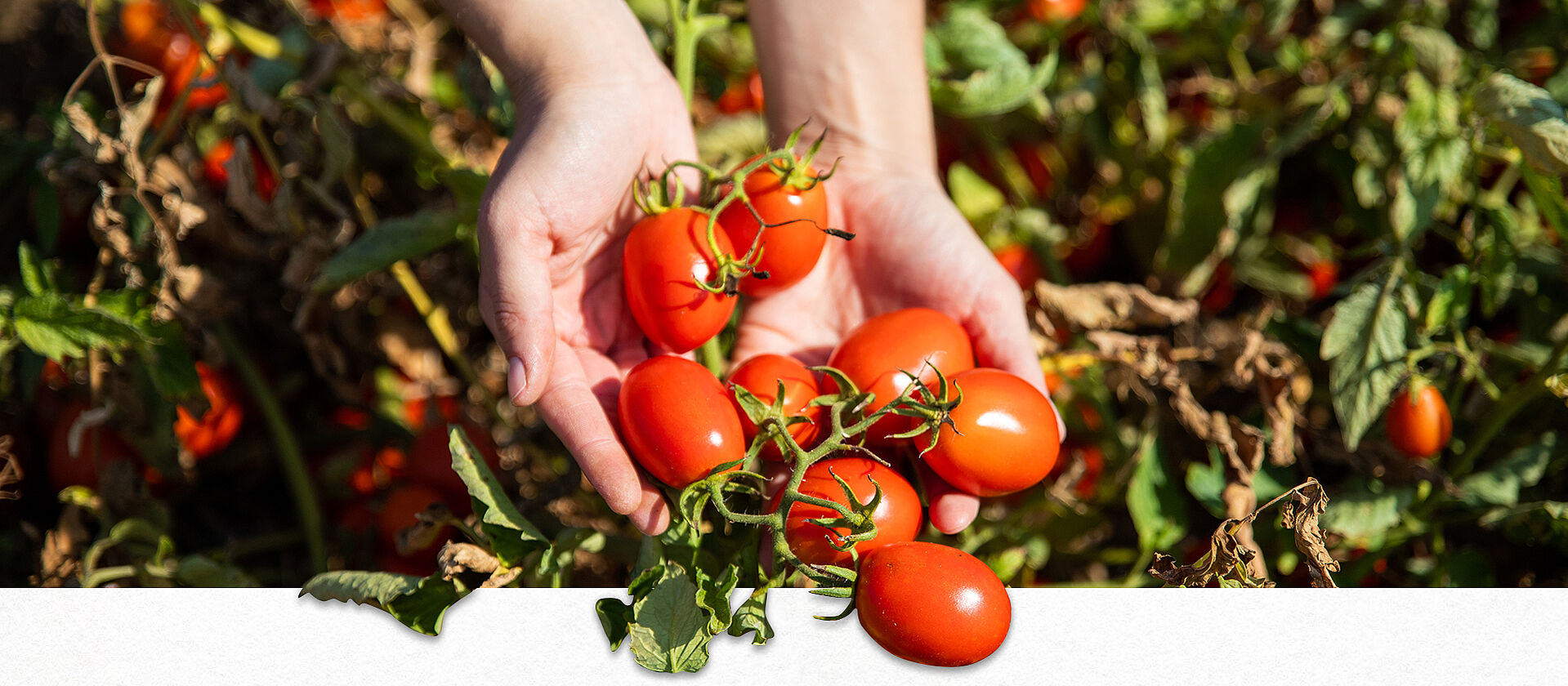Hand hält reife Tomaten