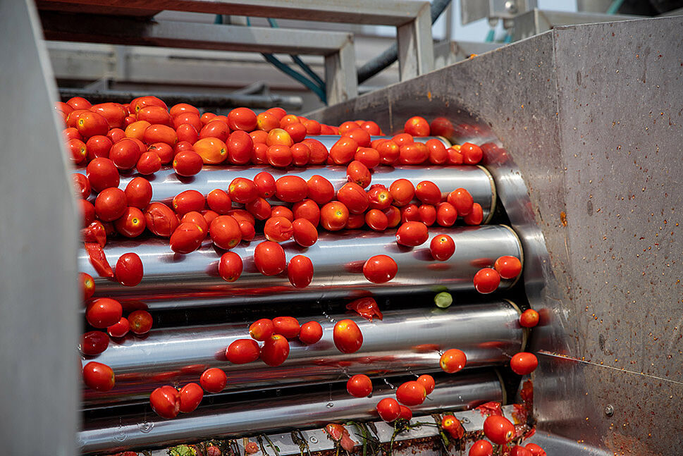 Tomaten werden sortiert