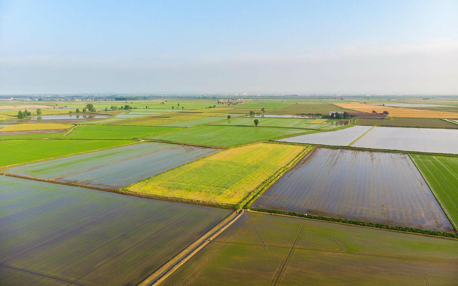 Panoramablick auf Reisfelder