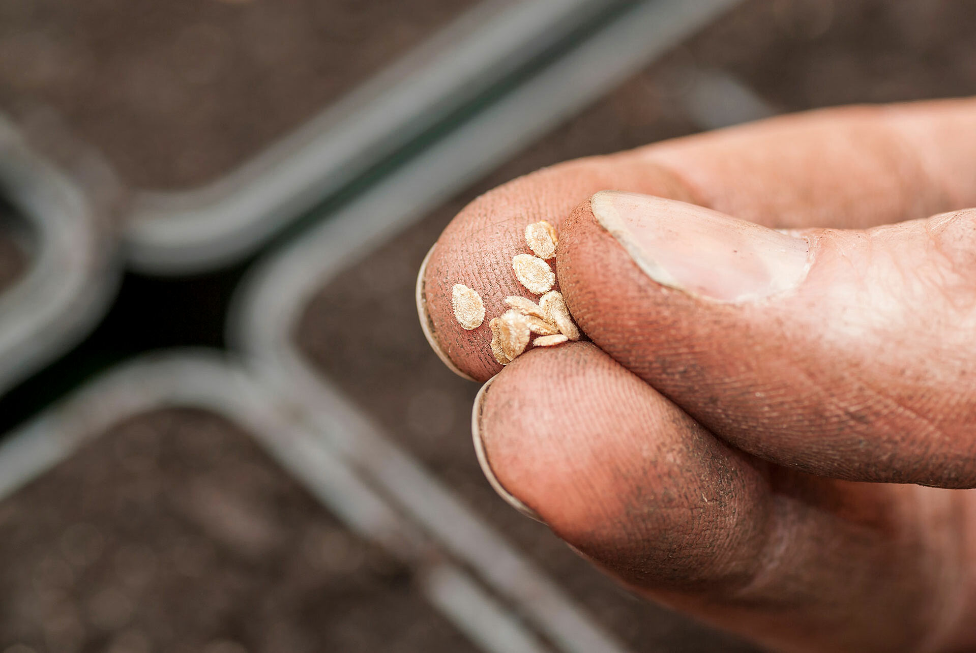 Hand in der Tomatensamen liegen