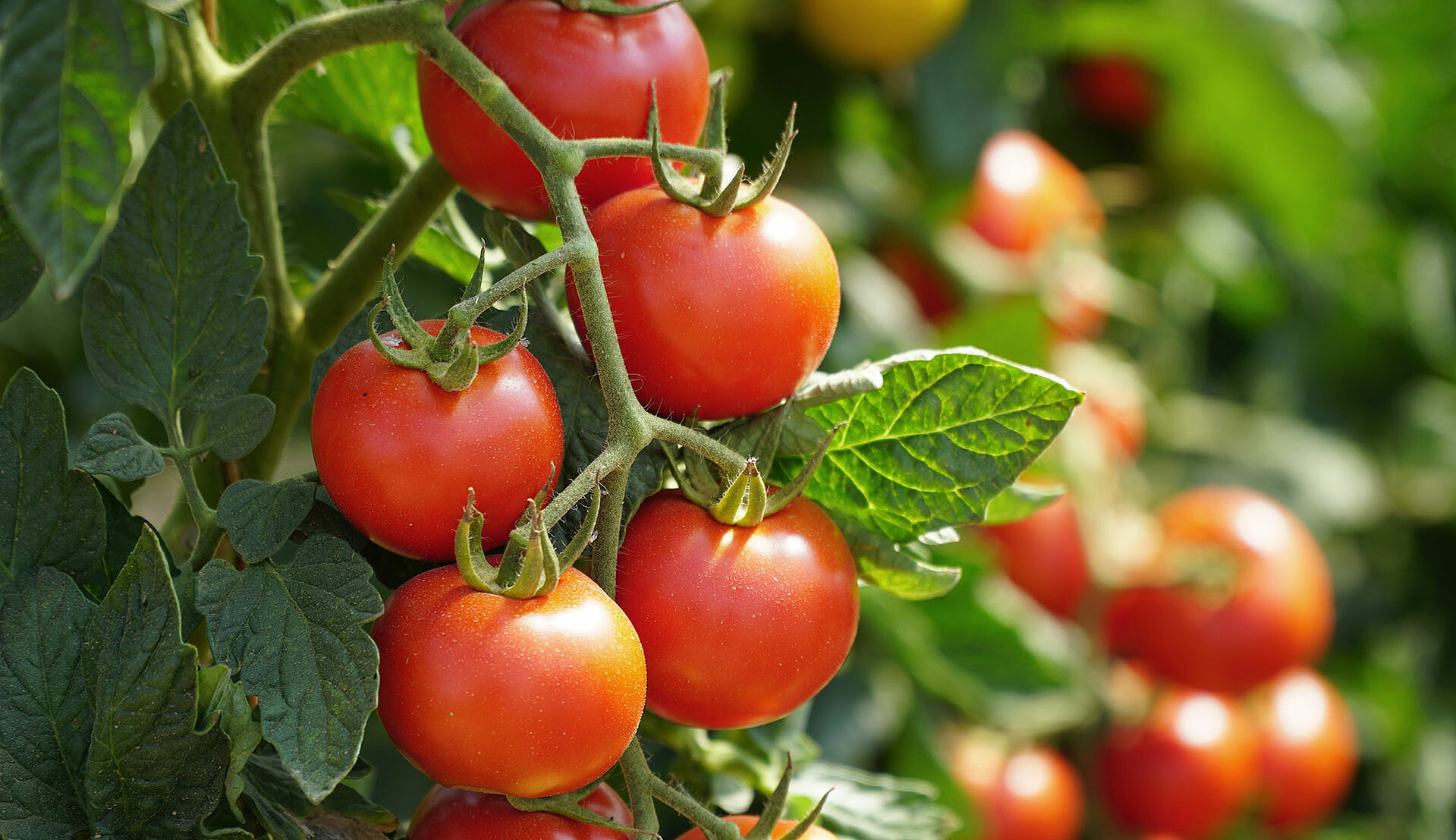 Tomatenpflanze mit Tomaten