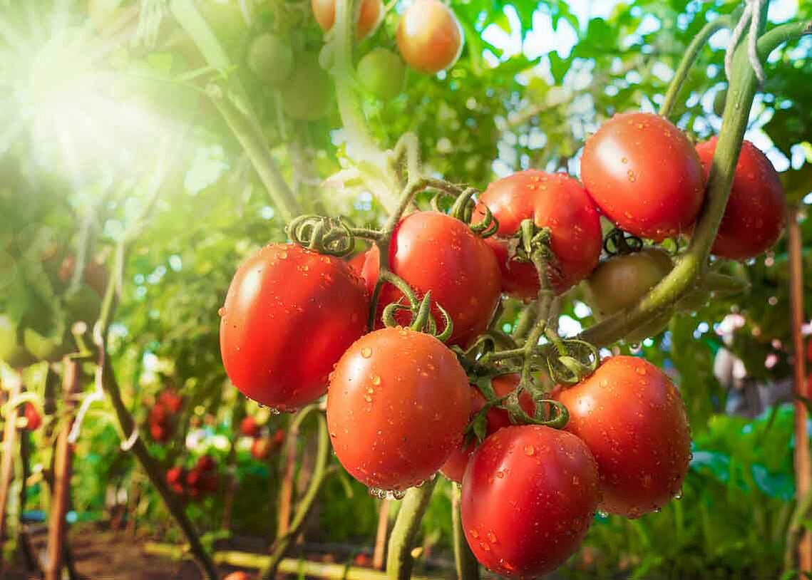 Reife Tomaten hängen an einem Tomatenstrauch