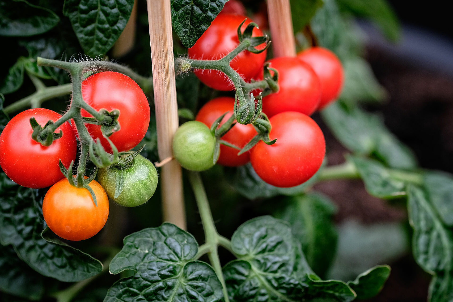 Tomatenpflanze mit Tomaten