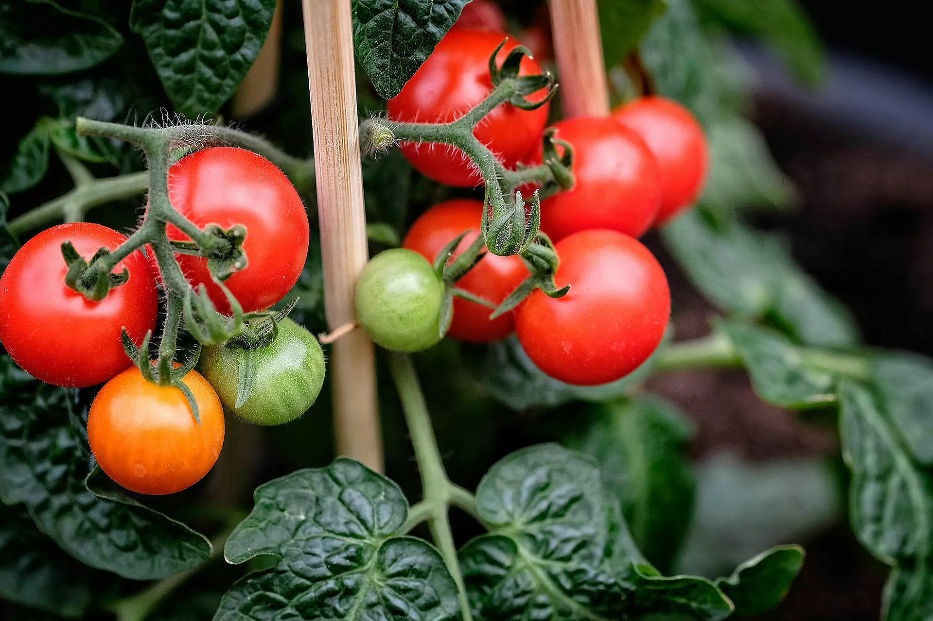 Tomatenpflanze mit Tomaten