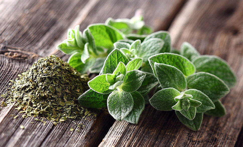 Oregano Pflanze auf einem Tisch