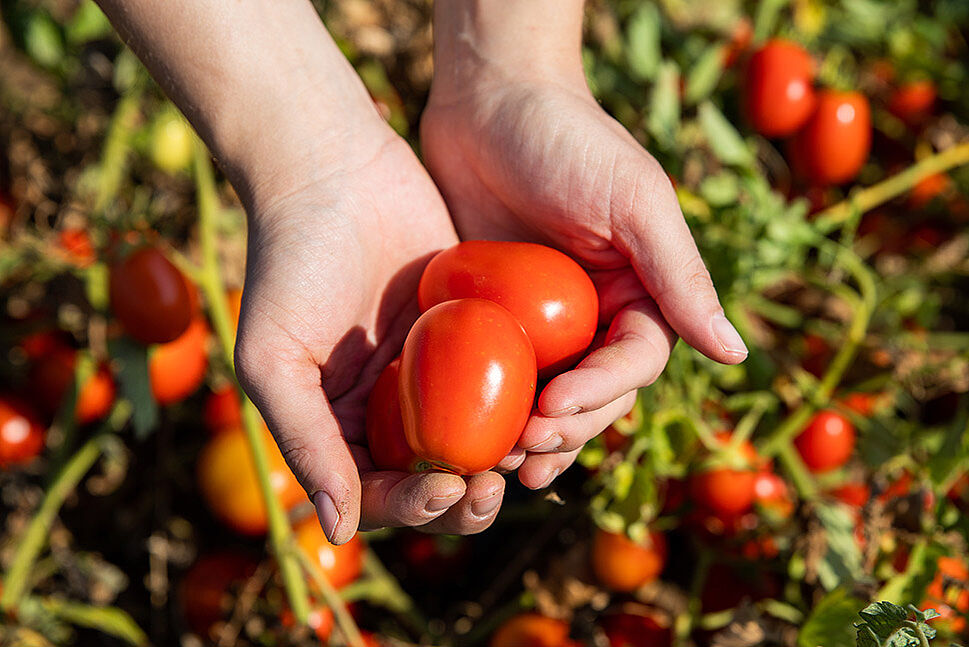 Tomate wird in Hand gehalten
