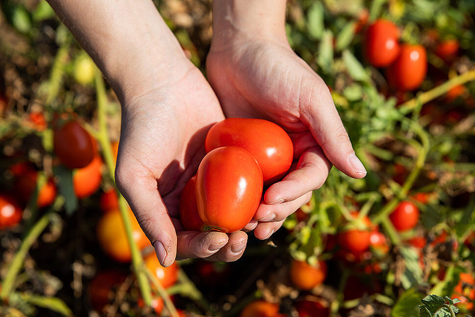 Tomate wird in Hand gehalten