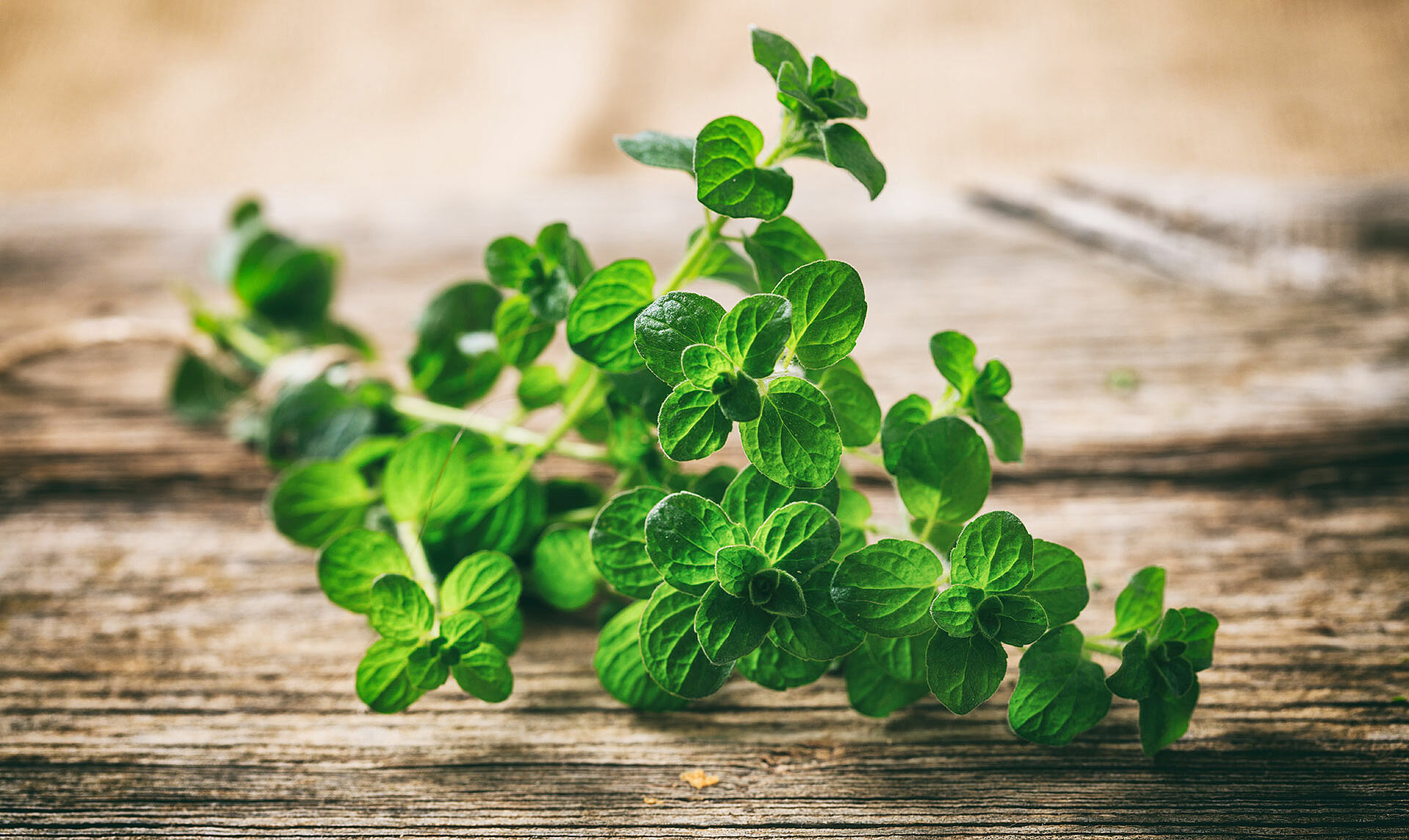 Oregano au einem Tisch