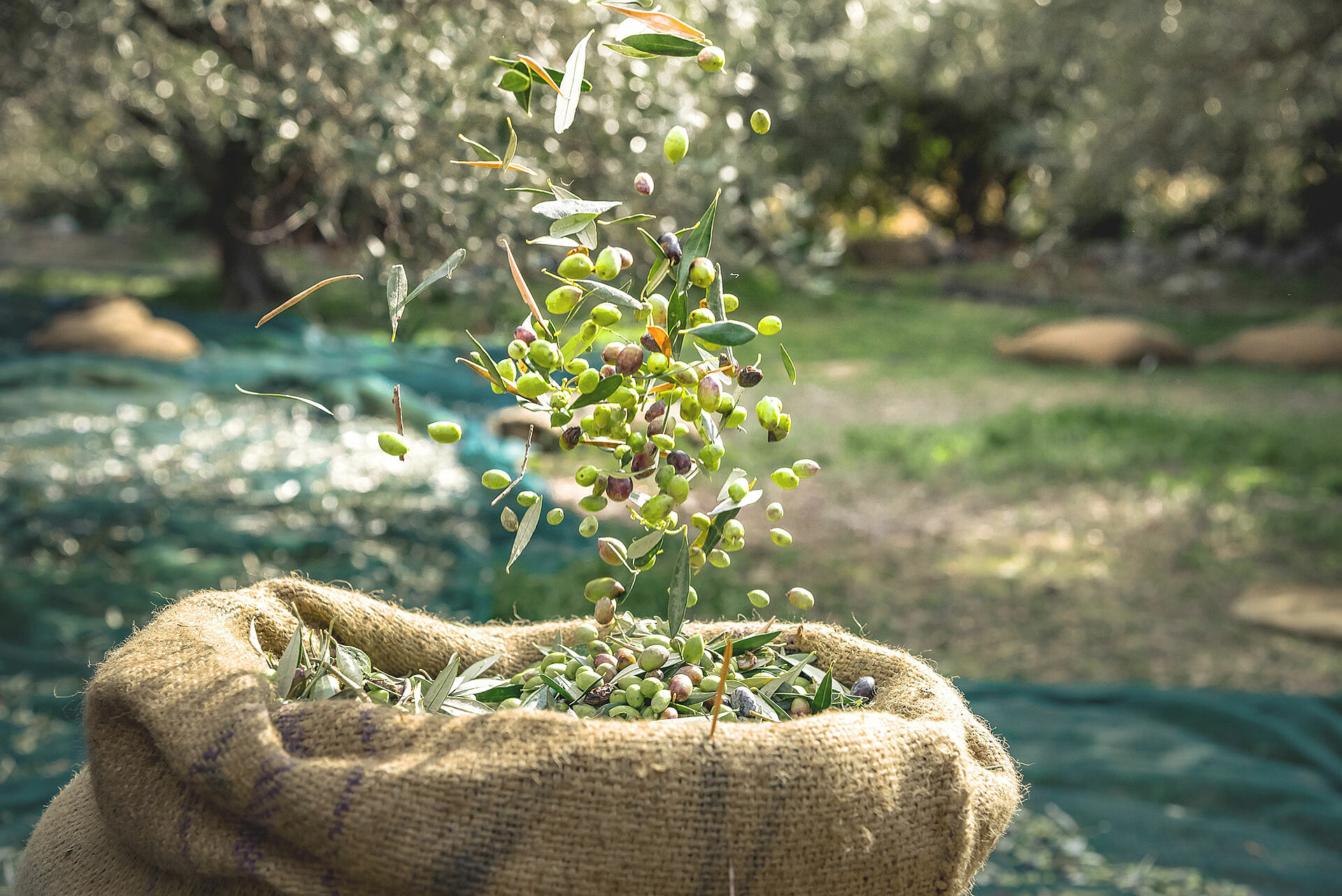 Oliven fliegen in einen Sack