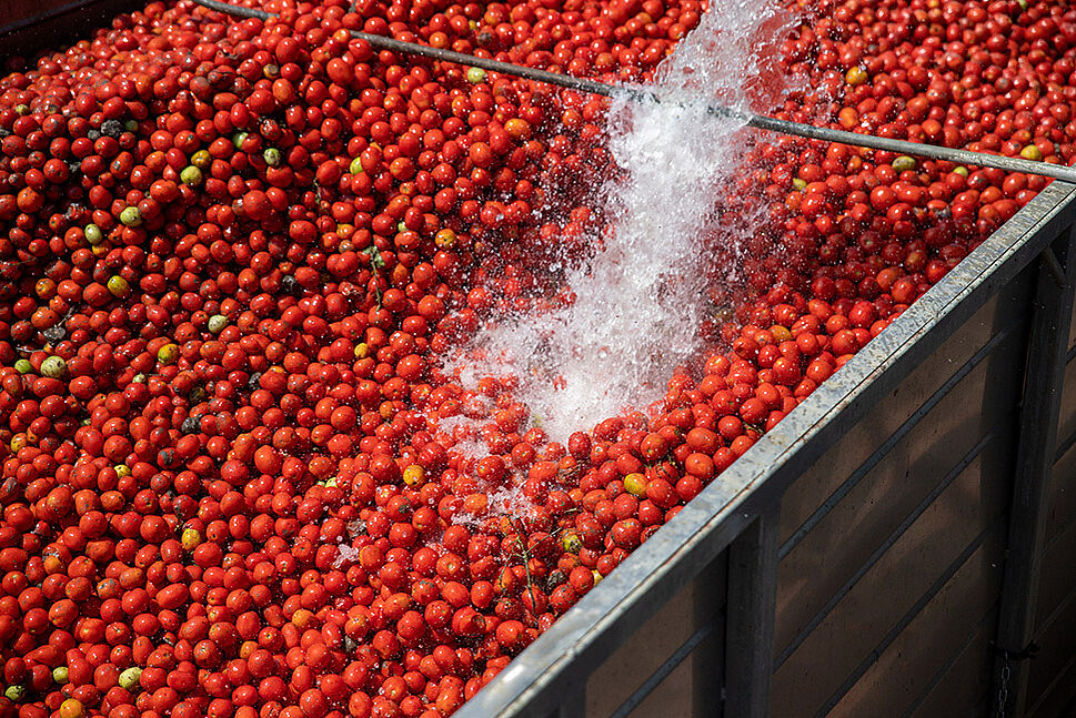 Tomaten werden gewaschen