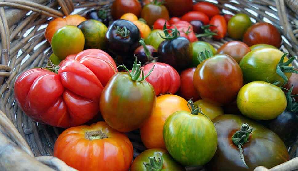 Verschiedene Tomaten in verschiedenen Farben in einem Korb