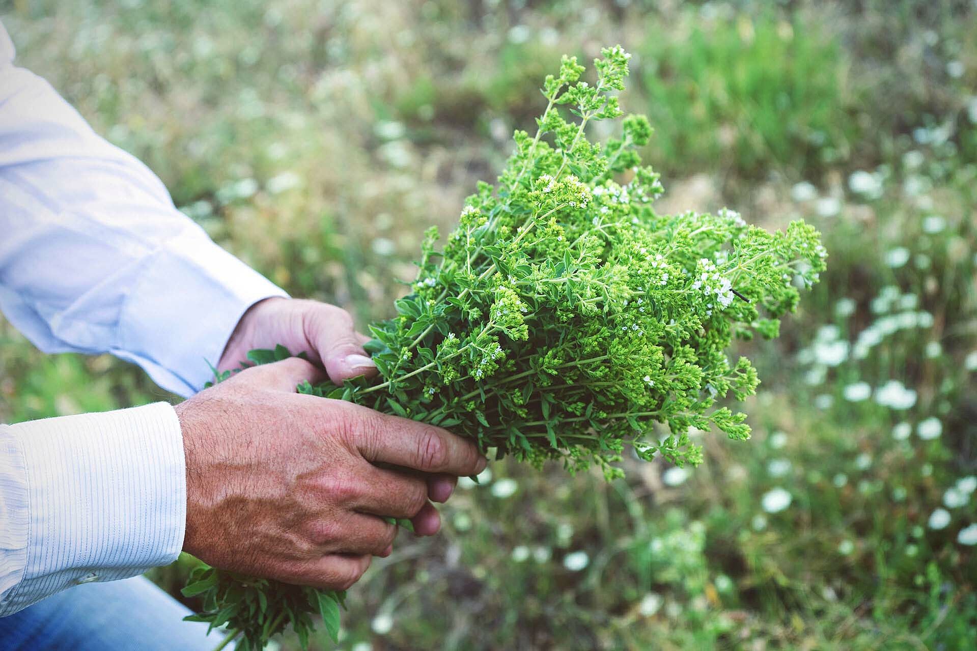 Hände halten Oregano