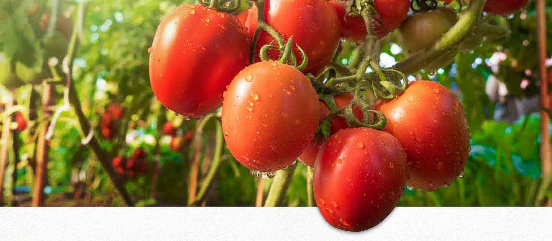 Frische Tomaten hängen an einem Strauch