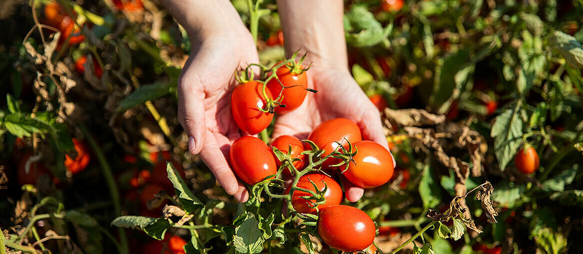 zwei Hände halten Tomaten am Strauch