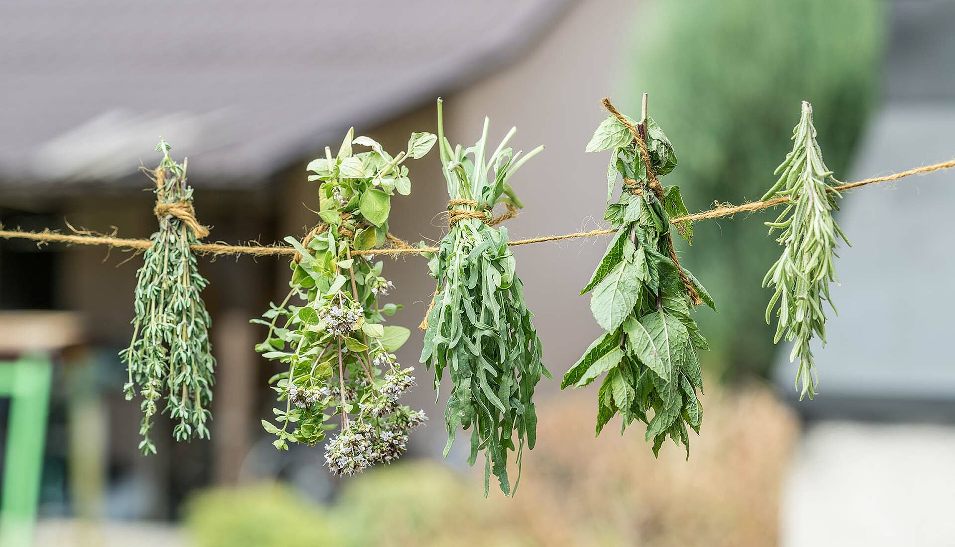 Kräuter hängen an einer Schnur im Garten zum Trocknen