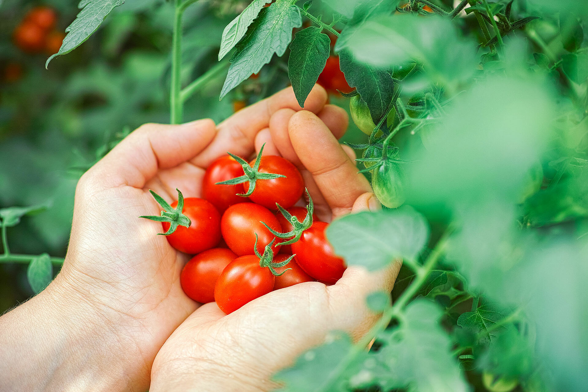 Krischtomaten in einer Hand