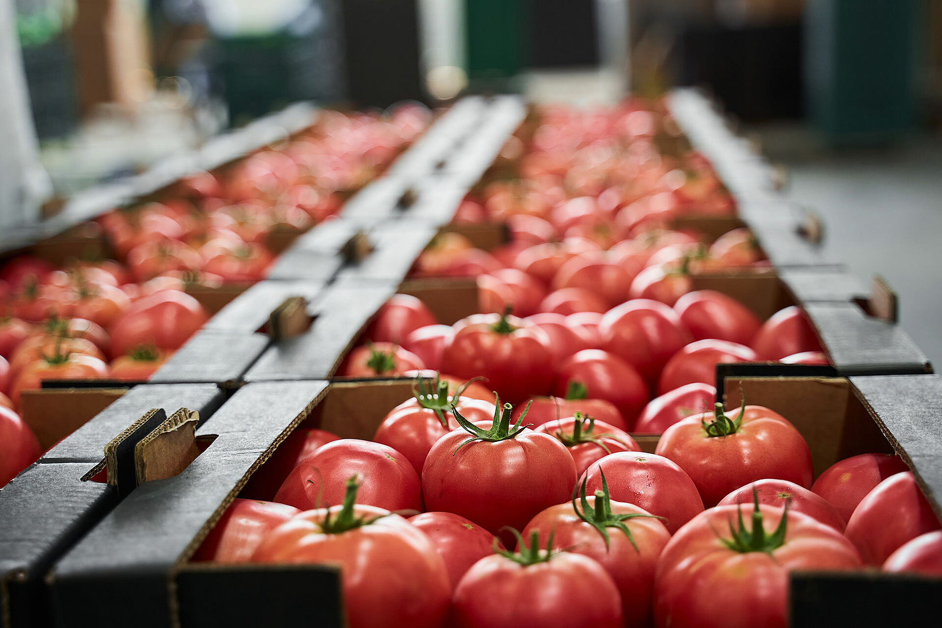 Tomaten in einer Holzkiste
