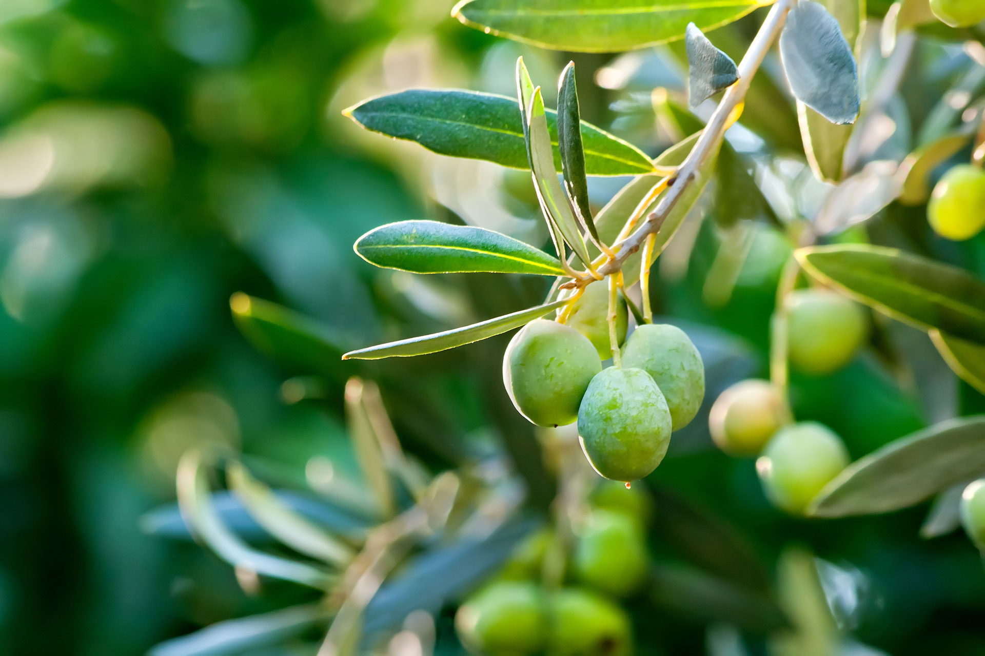 Oliven hängen an einem Ast