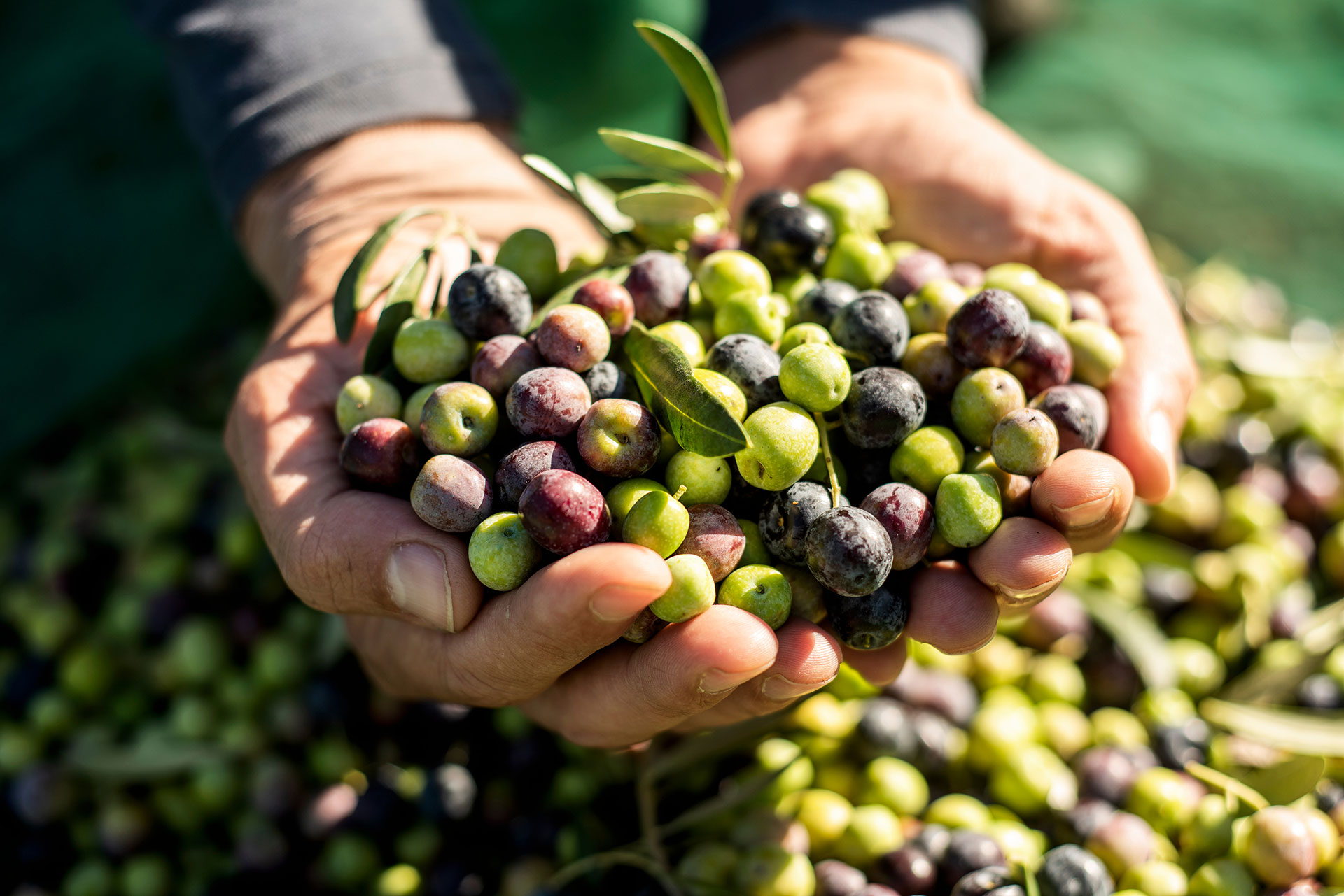 Oliven werden in einer Hand gehalten