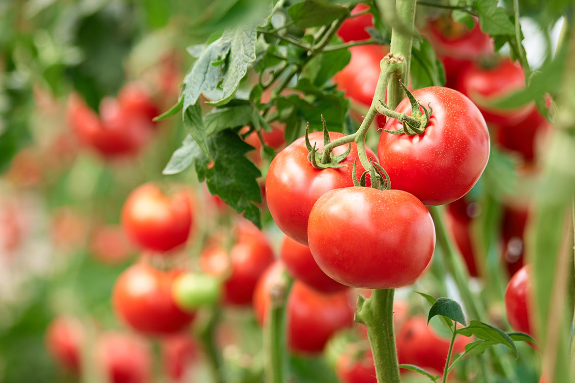 Tomatenstrauch