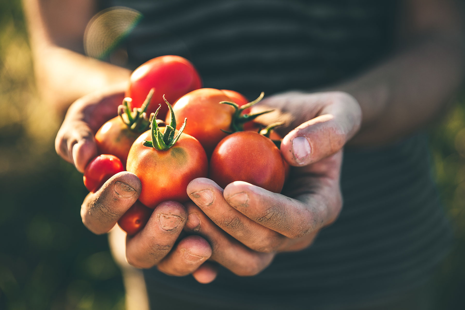 Hände halten Tomaten